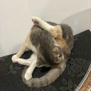 Nguyễn thanh tùng